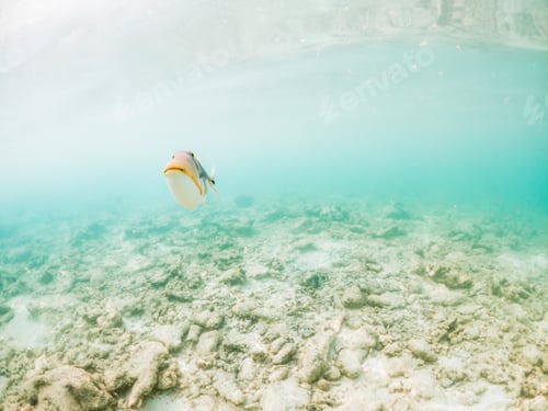Preview: corals and tropical fish underwater sea life