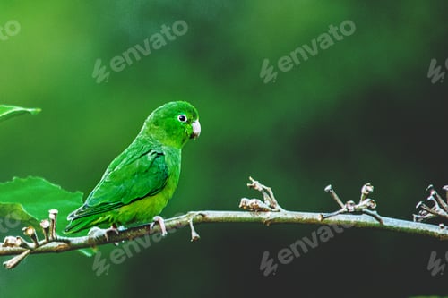 Preview: Closeup shot of a cute green parrot perched on a branch