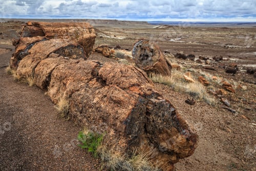 Preview: Fields Of Petrified Logs At Crystal Forest In Petrified Forest National Park, Arizona