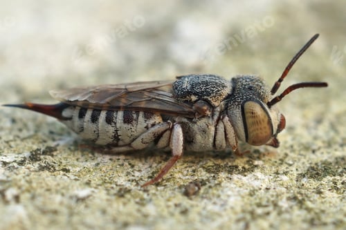 Preview: Closeup of Coelioxys acanthura insect on the ground