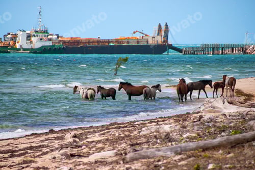 Vista previa: Caballos salvajes en el agua con un gran barco en el fondo