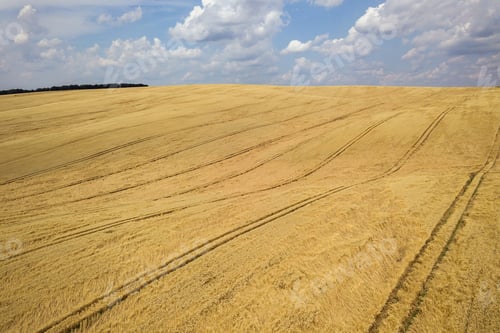 Preview: Aerial view of yellow agriculture wheat field ready to be harvested in late summer.