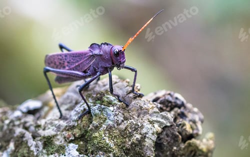 Preview: Purple Lubber Grasshopper in Costa Rica