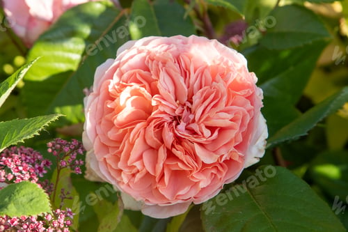 Preview: Pink roses. Bush in the garden. Rosebud. Summer flower petals. Rose in nature. Branch and leaves.