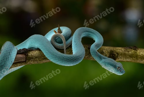 Preview: Viper Snake, Trimeresurus insularis, Indonesian pit viper,