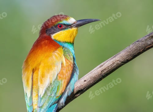 Preview: European bee-eater, Merops apiaster