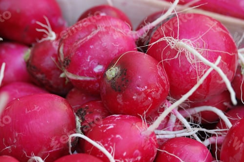 Preview: Pile of fresh ripe radishes close up.