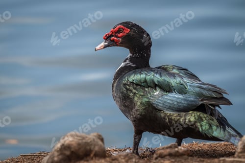 Preview: Muscovy duck standing near water with red beak and body of water in the background