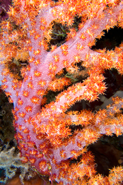 Preview: Multi-branched trees, Bunaken National Marine Park, Indonesia