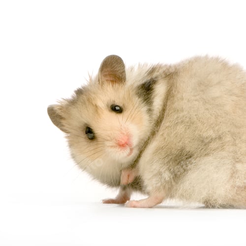 Vorschau: Hamster