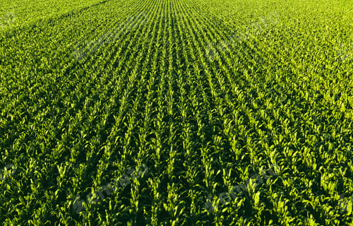 Preview: Low altitude aerial photo of rows of maize plant.