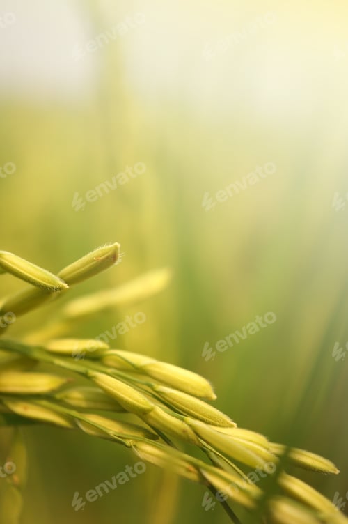 Preview: Paddy Rice Field , Soft Color Style For Background