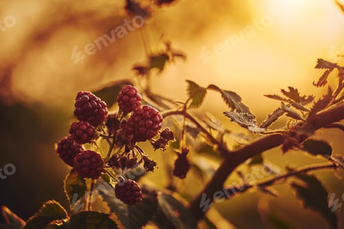 Preview: Raspberries on a bush