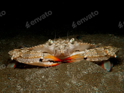 Preview: Invasive African blue swimming crab