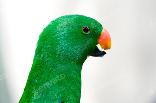 Preview: Moluccan Eclectus (Eclectus Roratus) - a species of Parrot native to the Maluku Islands (Moluccas)