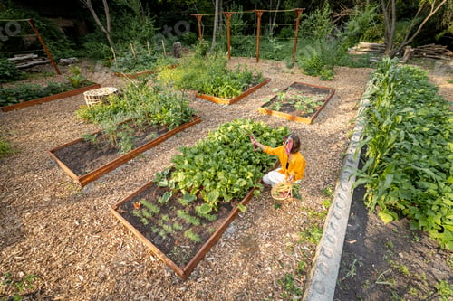 Preview: Woman picks up beetroot at home garden