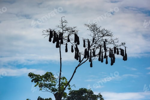 Preview: Bird nests, Tortuguero National Park, Limon Province, Costa Rica