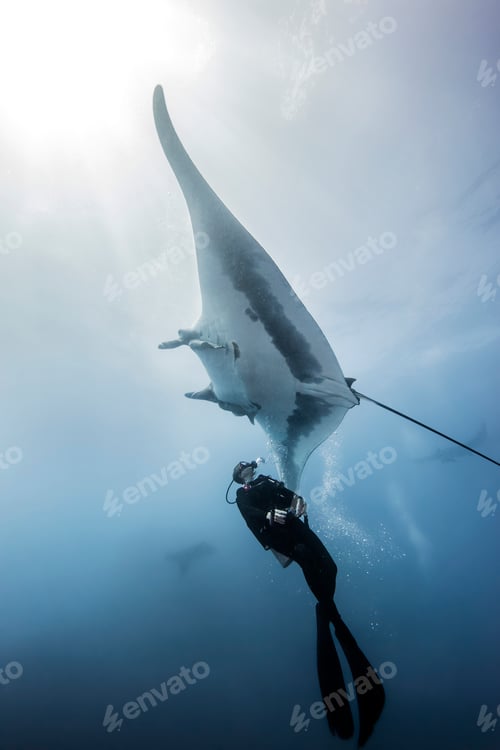 Preview: Giant Ocean Manta Ray with scuba diver at Roca Partida Island, Socorro, Mexico