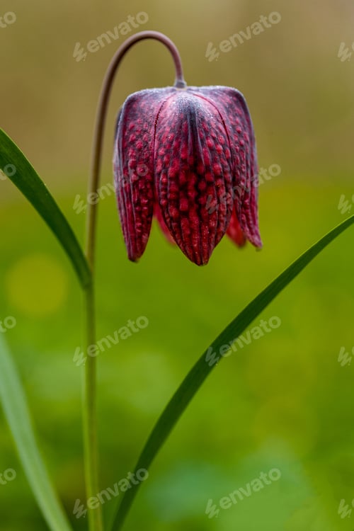 Preview: Close-up of a Fritillaria meleagris flower in the natural environment