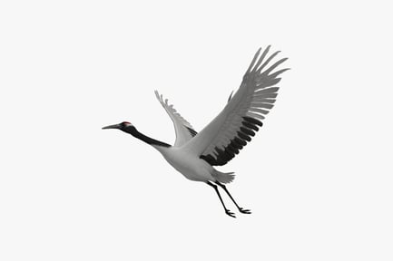 Preview: Crane in flight with extended wings