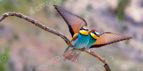 Two Colorful Birds Perched on Branch in Nature