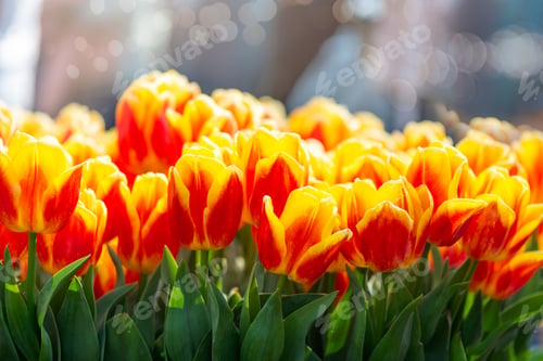 Preview: Flower gardens in the Netherlands