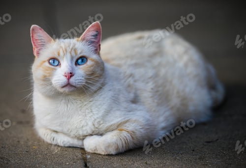 Preview: Closeup shot of a white cat with blue eyes laying on the ground
