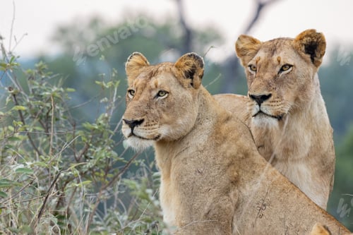 Preview: Two lionesses, Panthera leo, standing together.