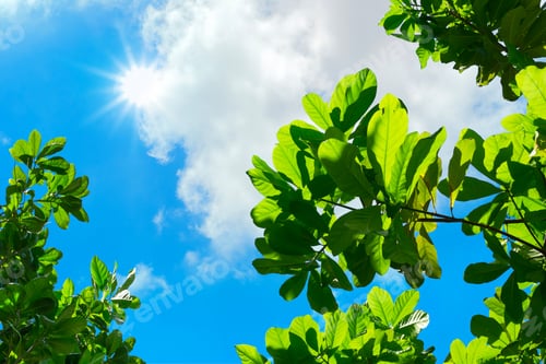 Preview: looking up to Leaf with blue sky and sun beam light