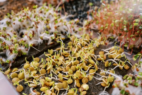 Preview: Young sprouts of microgreen peas grow on a linen mat next to fluffy daikon and red radishes
