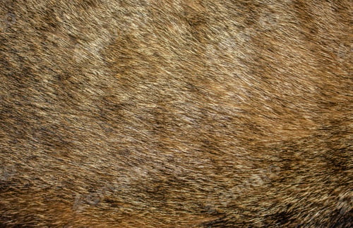 Preview: Tabby cat fur texture background. Cat fur texture background. Pet hair background.