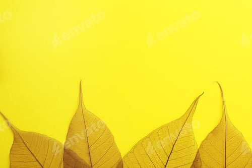 Preview: Beautiful decorative skeleton leaves and space for text on color background, flat lay