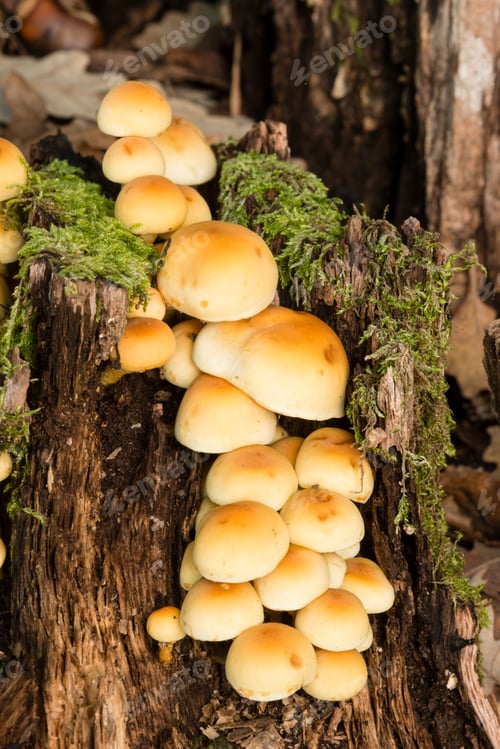 Preview: Orange mushroom family growing on ground under a forest.