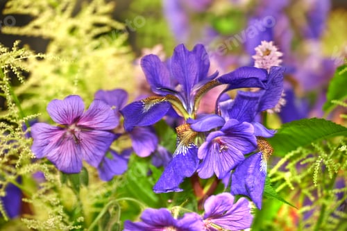 Preview: Meadow Geranium - also Geranium pratense - Johnsons Blue