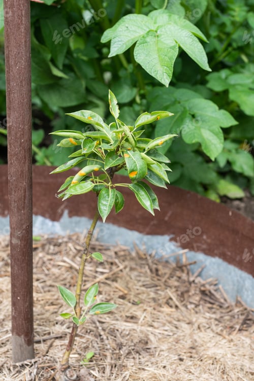 Preview: Young Plant Supported by Wooden Stake in Garden