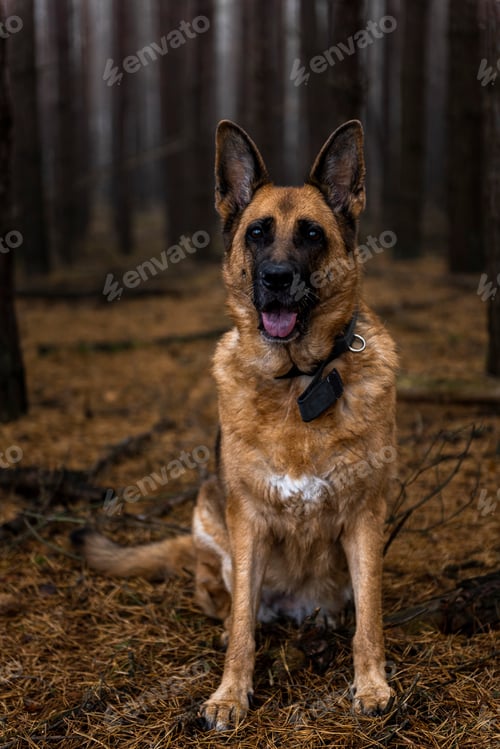 Preview: Senior German Shepherd Dog Portrait in Forest