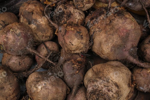 Preview: Beet Harvest Beetroot (Many Fruits Of Beets That Just Dug From The Ground) Concept. Food