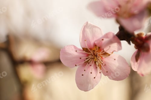 Preview: Closeup view of blossoming tree outdoors on spring day