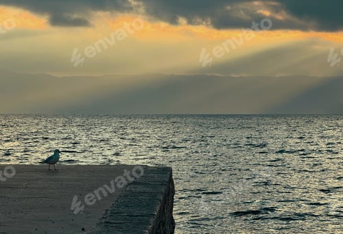 Preview: one seagull