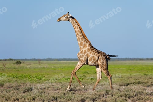 Preview: Giraffe running on Etosha plains
