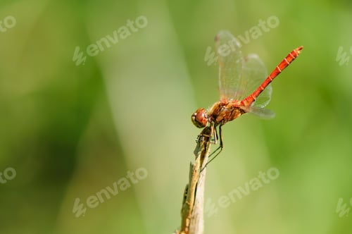 Preview: Close up of dragonfly.,Vagrant darter.