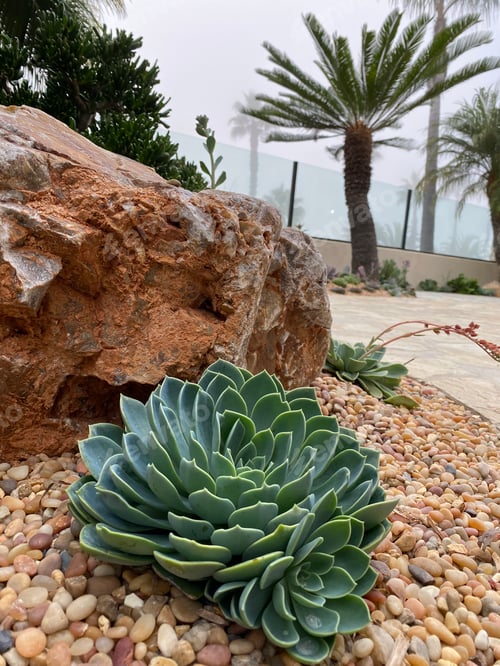 Preview: Succulents, rocks and palm trees in the drought tolerant garden