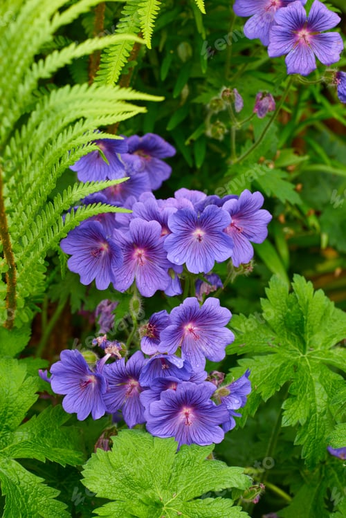 Preview: Beautiful budding flowers. Shot of garden flowers growing outside.