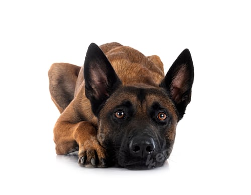 Preview: malinois in studio