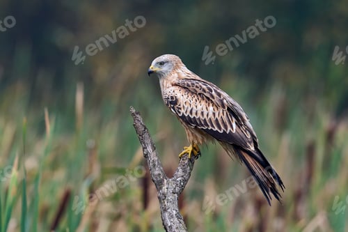 Preview: Red kite (Milvus milvus)