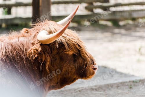 Preview: selective focus of furry bison with horns standing in zoo