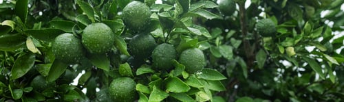 Preview: Web banner 4x1 Immature tangerines on a branch in drops of water Close-up