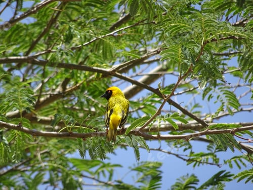 Preview: Yellow bird on tree