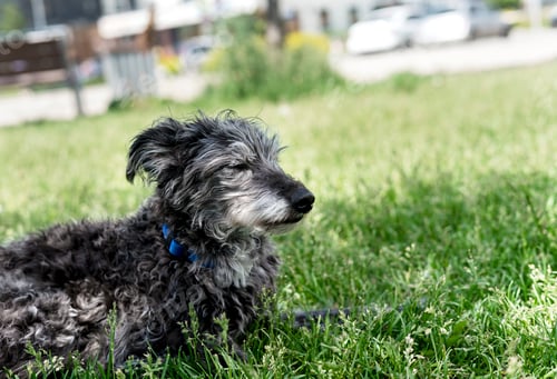Preview: mixed breed senior dog bedlington terrier or bedlington whippet resting on green grass pet adoption