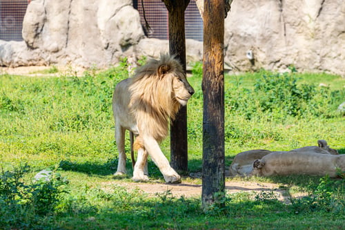 Preview: Male Lion Passing By Sleeping Lionesses